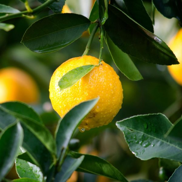 lemon tree flavor